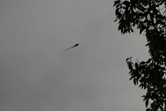 Terpsiphone paradisi