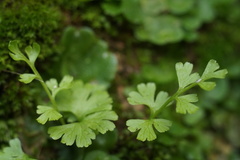 Adiantum