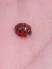 Harmonia axyridis