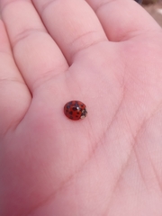 Harmonia axyridis