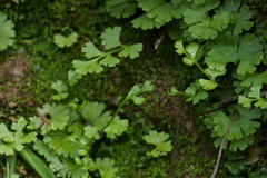 Adiantum