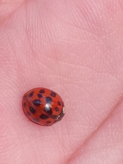 Harmonia axyridis