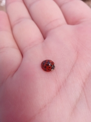 Harmonia axyridis