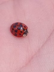 Harmonia axyridis