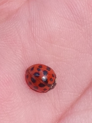 Harmonia axyridis