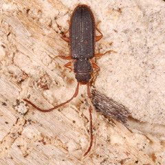 Uleiota planata