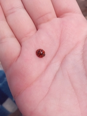Harmonia axyridis