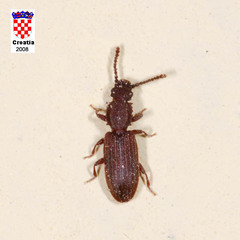 Oryzaephilus surinamensis