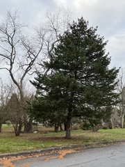 Picea glauca glauca