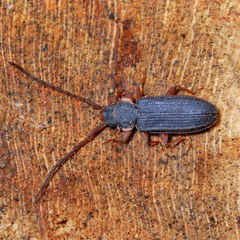 Uleiota planata