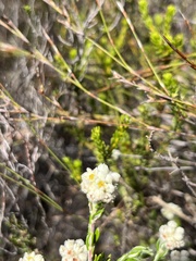 Phylica imberbis