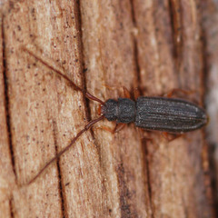 Uleiota planata