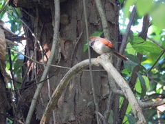 Synallaxis frontalis