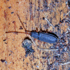 Uleiota planata