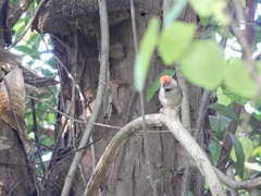 Synallaxis frontalis