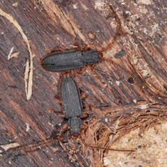 Uleiota planata
