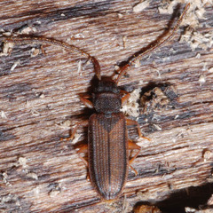 Uleiota planata