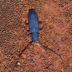 Uleiota planata