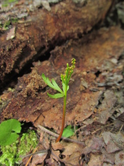 Botrychium lanceolatum