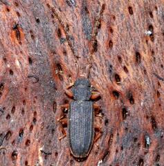Uleiota planata