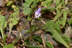 Mazus fauriei
