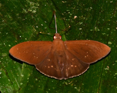 Nicephellus nicephorus