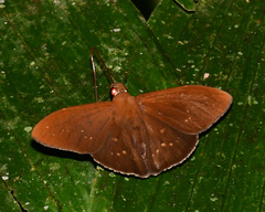 Nicephellus nicephorus
