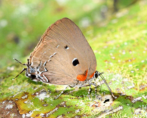 Olynthus narbal