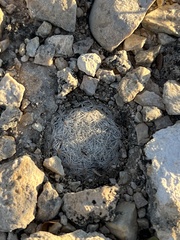 Mammillaria lasiacantha