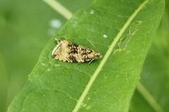Syricoris