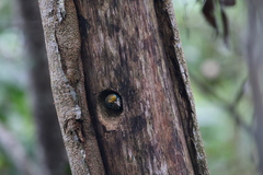 Psilopogon flavifrons