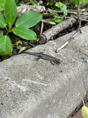 Trachylepis depressa