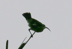 Nectariniidae