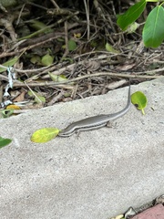 Trachylepis depressa