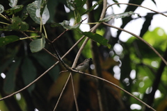 Dicaeum erythrorhynchos