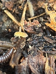 Entomobrya atrocincta