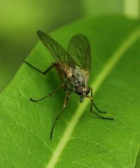 Rhagio annulatus