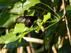Parides neophilus