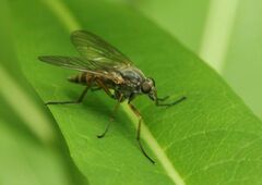 Rhagio annulatus