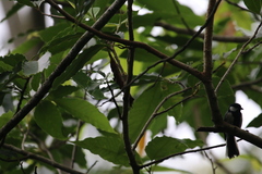 Parus cinereus