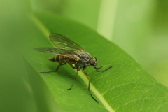 Rhagio annulatus