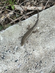 Trachylepis depressa