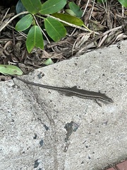 Trachylepis depressa