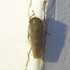 Deltocephalinae
