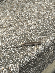 Trachylepis depressa