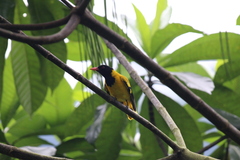 Oriolus xanthornus