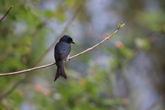 Dicrurus caerulescens