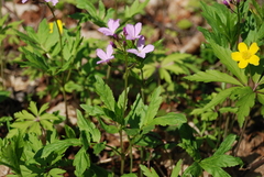 Cardamine quinquefolia