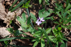 Cardamine quinquefolia