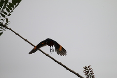 Pericrocotus flammeus